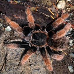 Brachypelma klaasi c.b.