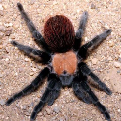 Brachypelma ruhnaui c.b.