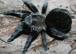 Brachypelma schroederi c.b.