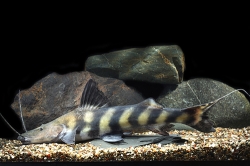 Brachyplatystoma juruense