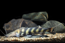 Brachyplatystoma juruense Wild - Anténovec plochoústý