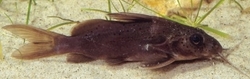 Brachysynodontis batensoda