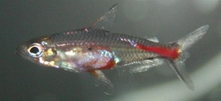 Brittanichthys axelrodi 