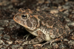 Bufo (Anaxyrus) terrestris