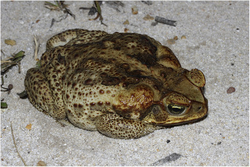 Bufo marinus Giant Guyana