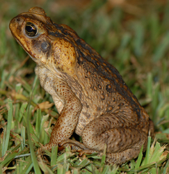 Bufo marinus