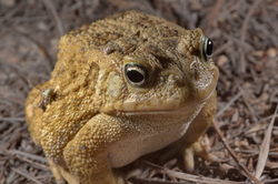 Bufo regularis