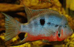 Cichlasoma meeki