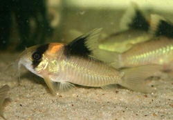 Corydoras burgessi WF