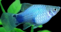 Xiphophorus maculatus - Blue  