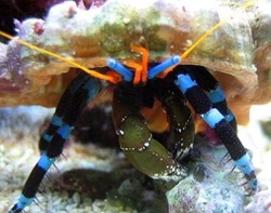 Calcinus elegans - Krab poustevník