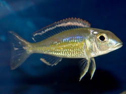 Callochromis pleurospilus utinta