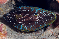 Calloplesiops altivelis - Oblohlav divukrásný 