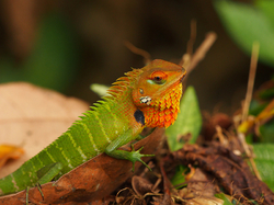 Calotes calotes