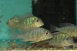 Geophagus sp. Caqueta Wild M 