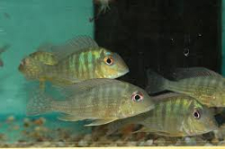 Geophagus sp. Caqueta Wild SM 