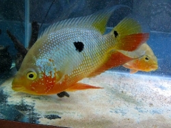 Caquetaia spectabilis EU breed