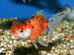 Carassius auratus calico oranda