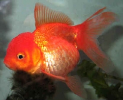 Carassius auratus l.f. Lion Head Red