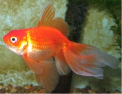 Carassius auratus l.f. Oranda Red/White