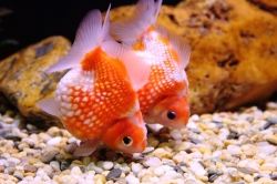 Carassius auratus l.f.Perlscale mix 