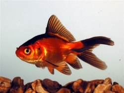 Carassius auratus l.f.Red/Black