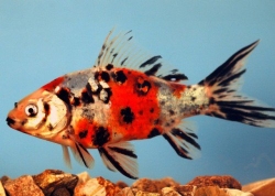 Carassius auratus schubunkin