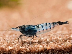 Caridina denticulata - Rili Carbon