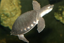 Carettochelys insculpta "Pig nosed Turtle" 