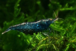 Caridina babaulti Blue