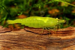 Caridina babaulti Green 