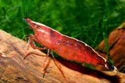 Caridina babaulti Red Back