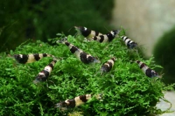 Caridina breviata Bee 