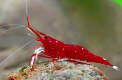 Caridina dennerli Cardinal Towuti Lake Celebes