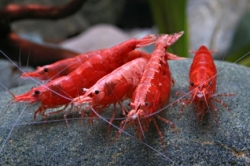 Caridina denticulata "Sakura" -Super Red