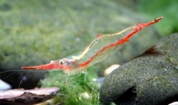 Caridina gracilirostris Red Nose