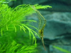 Caridina gracilirostris Pinokio