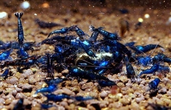 Caridina heteropoda "Blue Velvet"