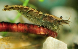 Caridina palmata