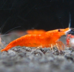 Caridina propinqua Orange 