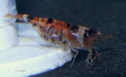 Caridina sp. 