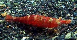 Caridina sp. Red Chilli