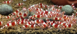 Caridina sp. Red crystal Grade 