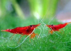 Caridina sp. Red Fire 