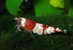 Caridina sp. Red/White Bee 