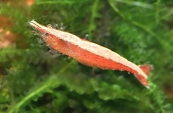 Caridina sp. White Line Bee- Posso Lake Celebes