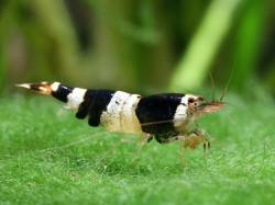 Caridina sp.Crystal Black 