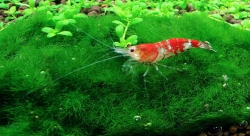 Caridina sp.Crystal Red 