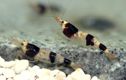 Caridina Sulawensis sp.