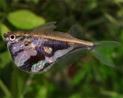 Carnegiela strigata